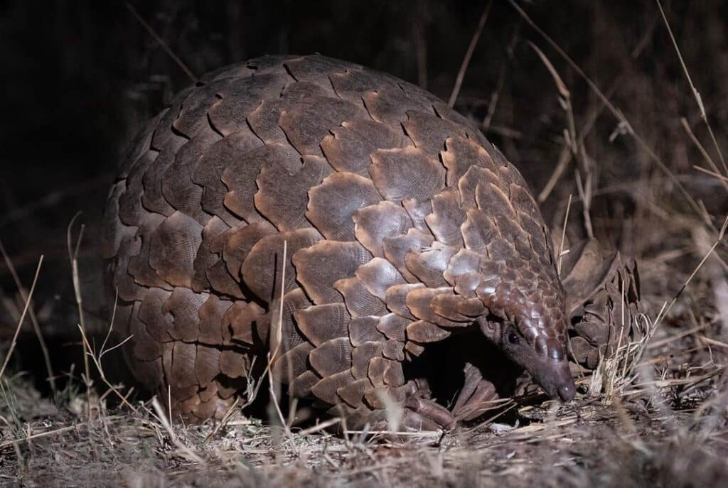 Pangolin trafficking is a critical issue that requires immediate attention and action. By raising awareness and supporting conservation efforts, we can help protect these remarkable creatures from extinction.