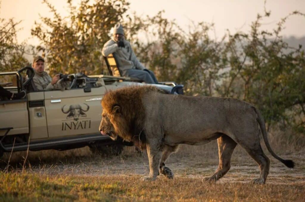 Lions of the Sabi Sands
